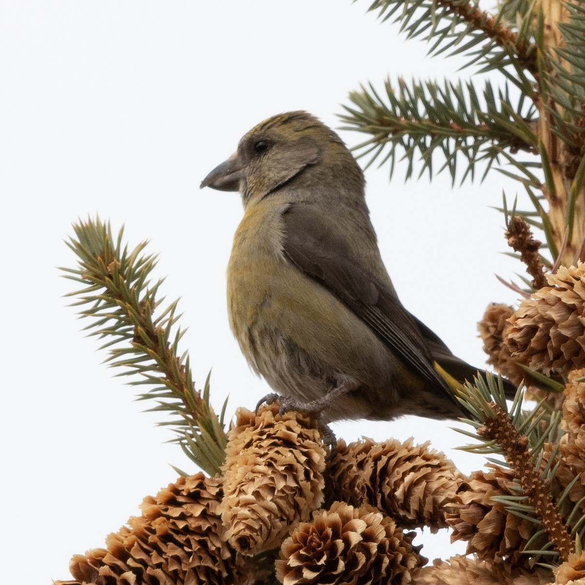 Red Crossbill - ML563266111