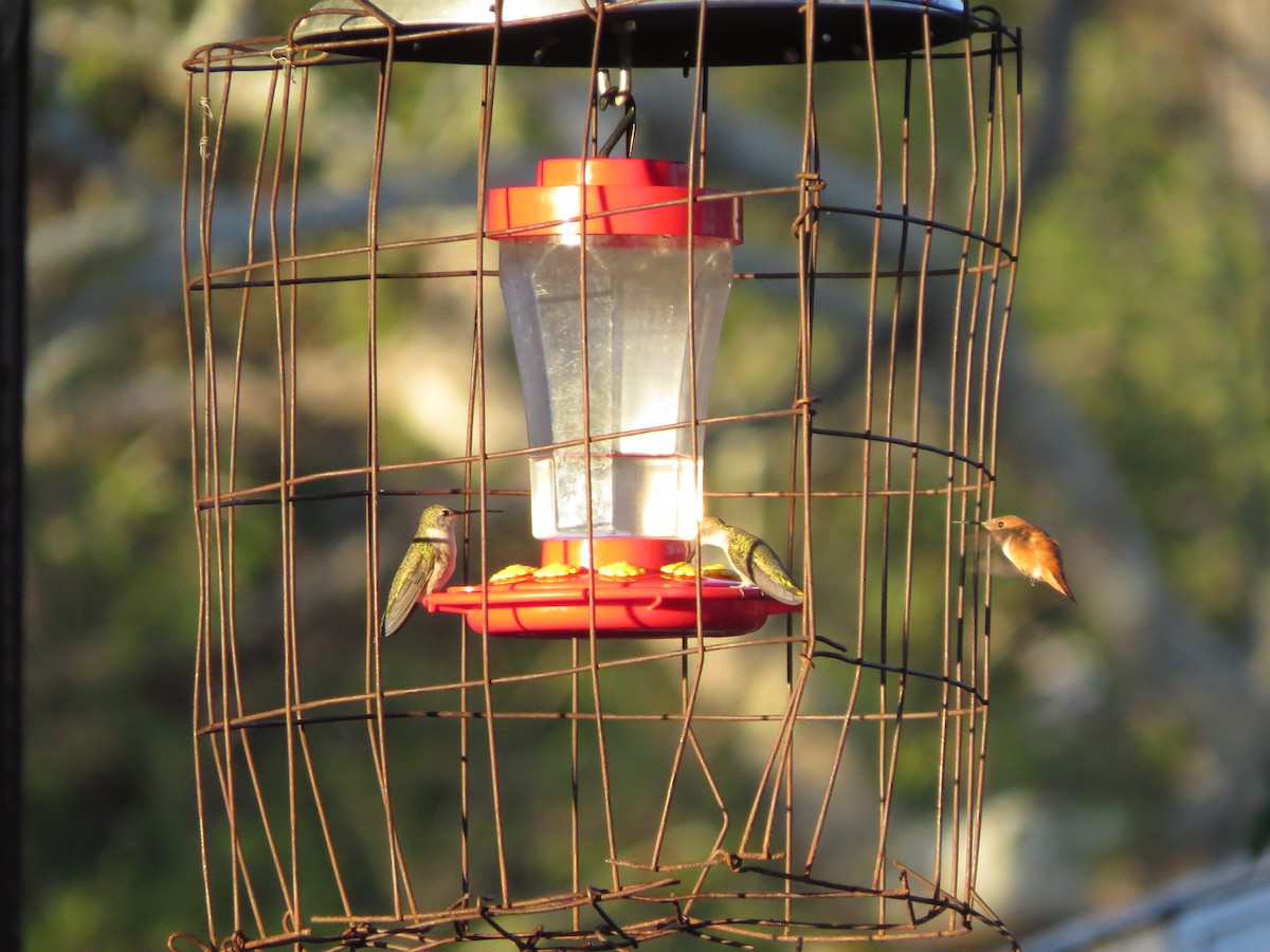 Black-chinned Hummingbird - ML563266691