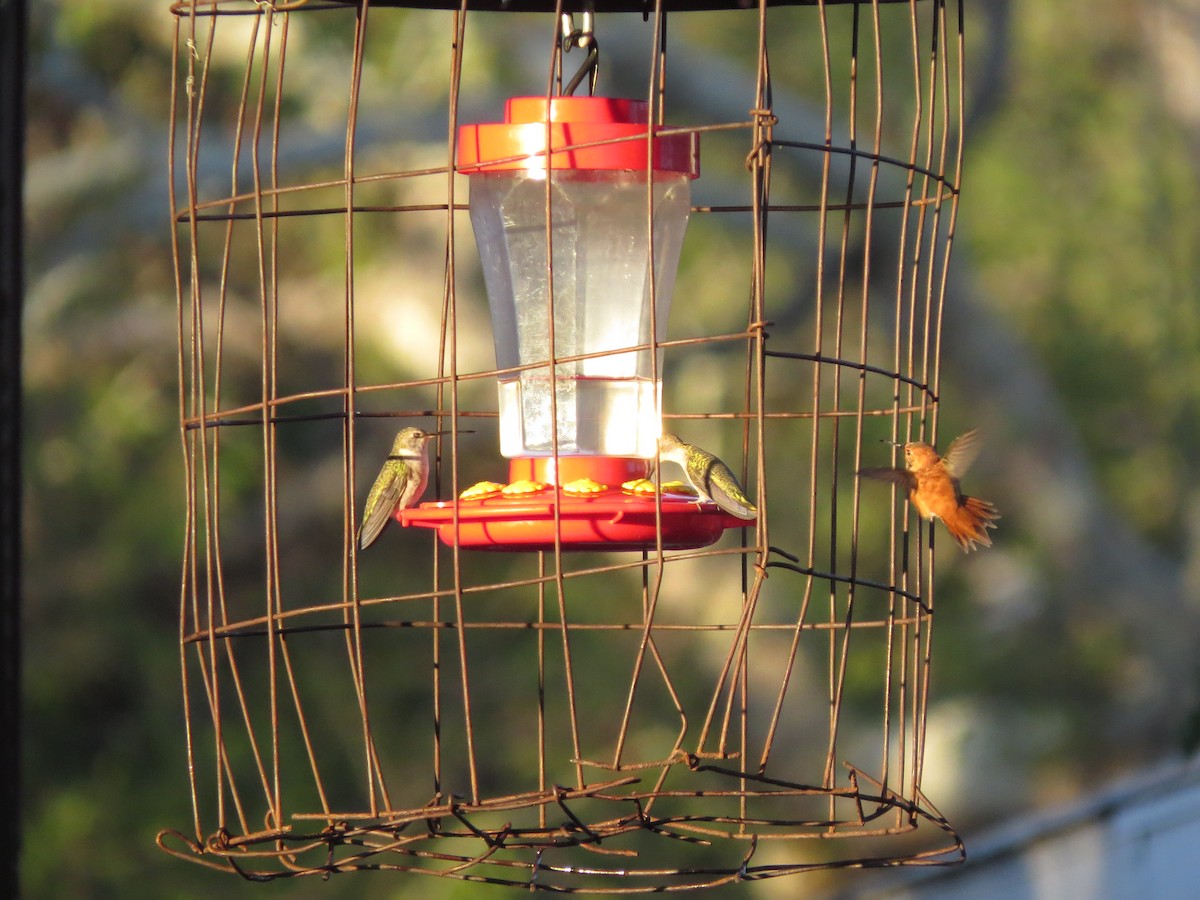 Black-chinned Hummingbird - ML563266731