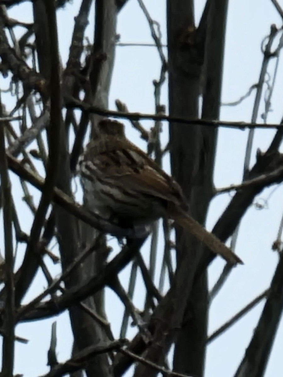 Song Sparrow - ML563267081