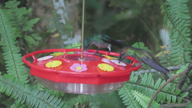 Many-spotted Hummingbird - ML563268051