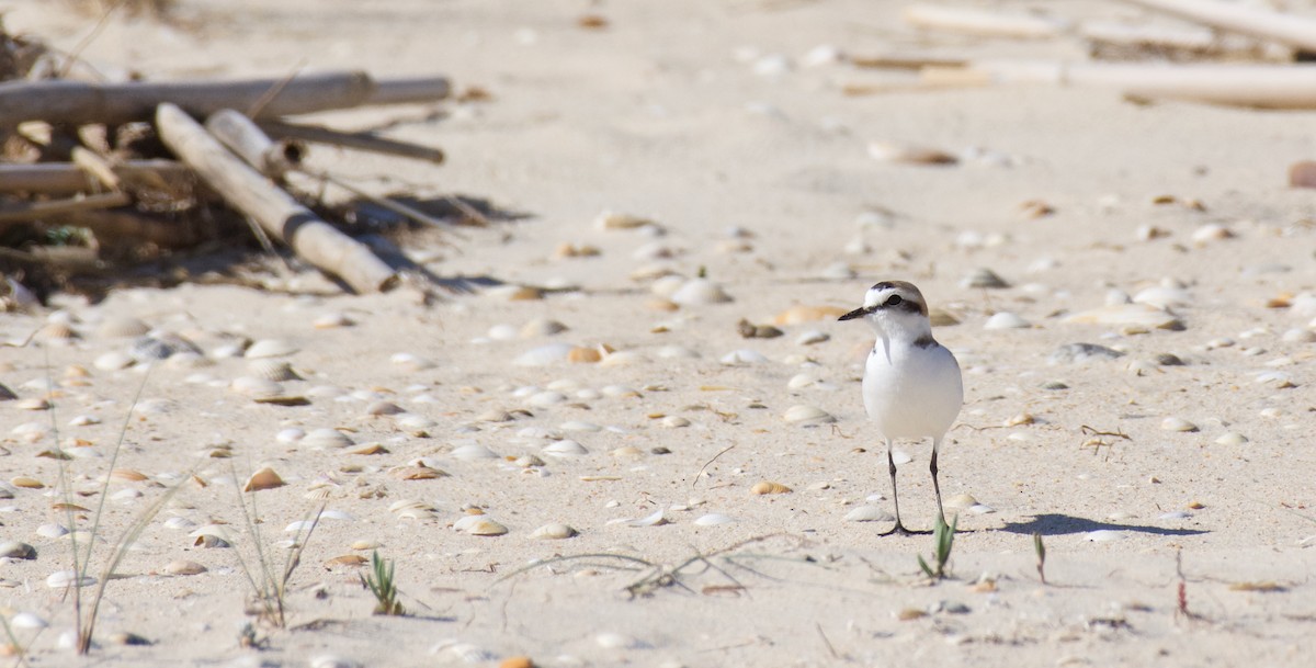 Kentish Plover - ML563269031