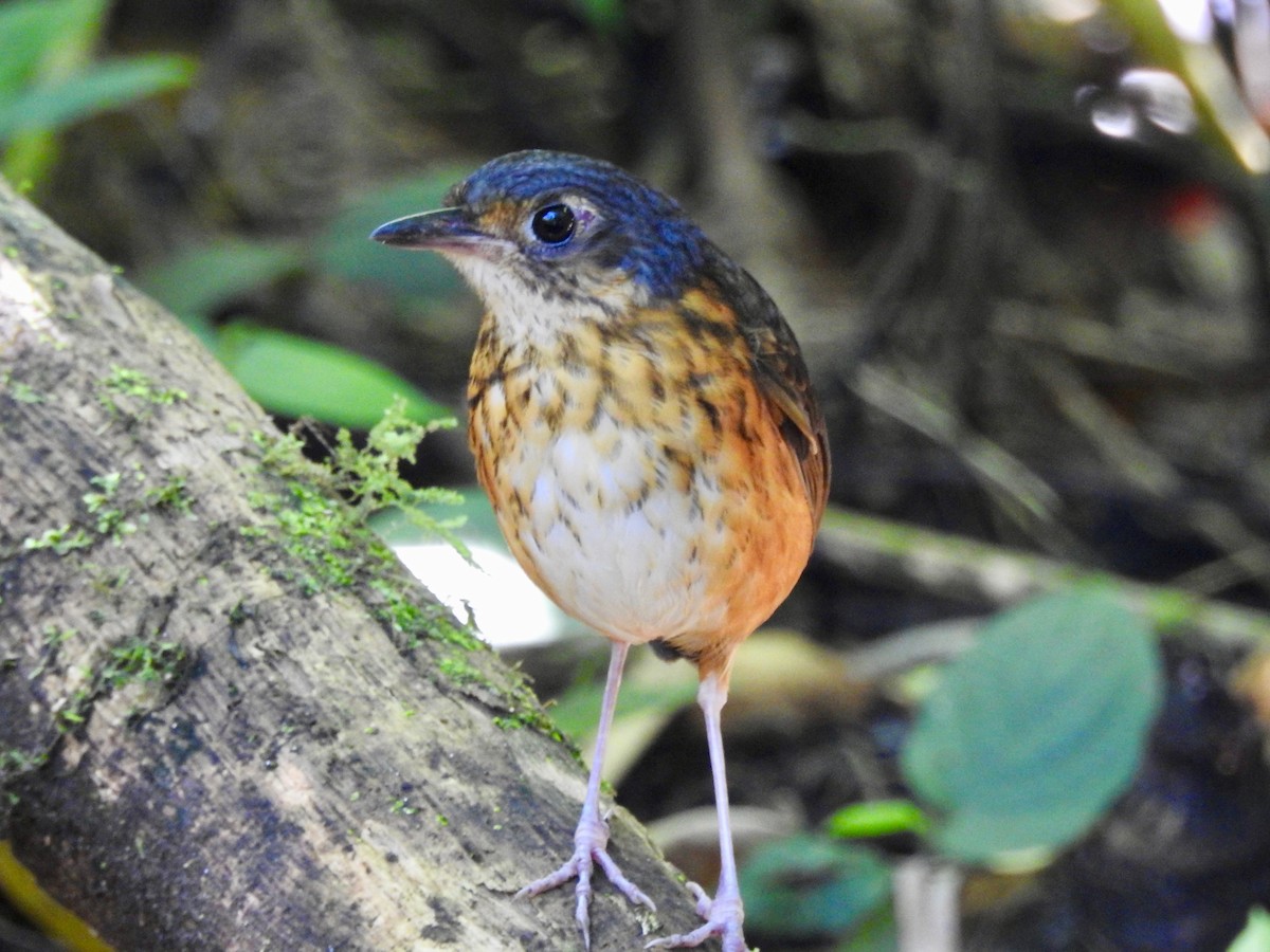 Thicket Antpitta - Susan Mac