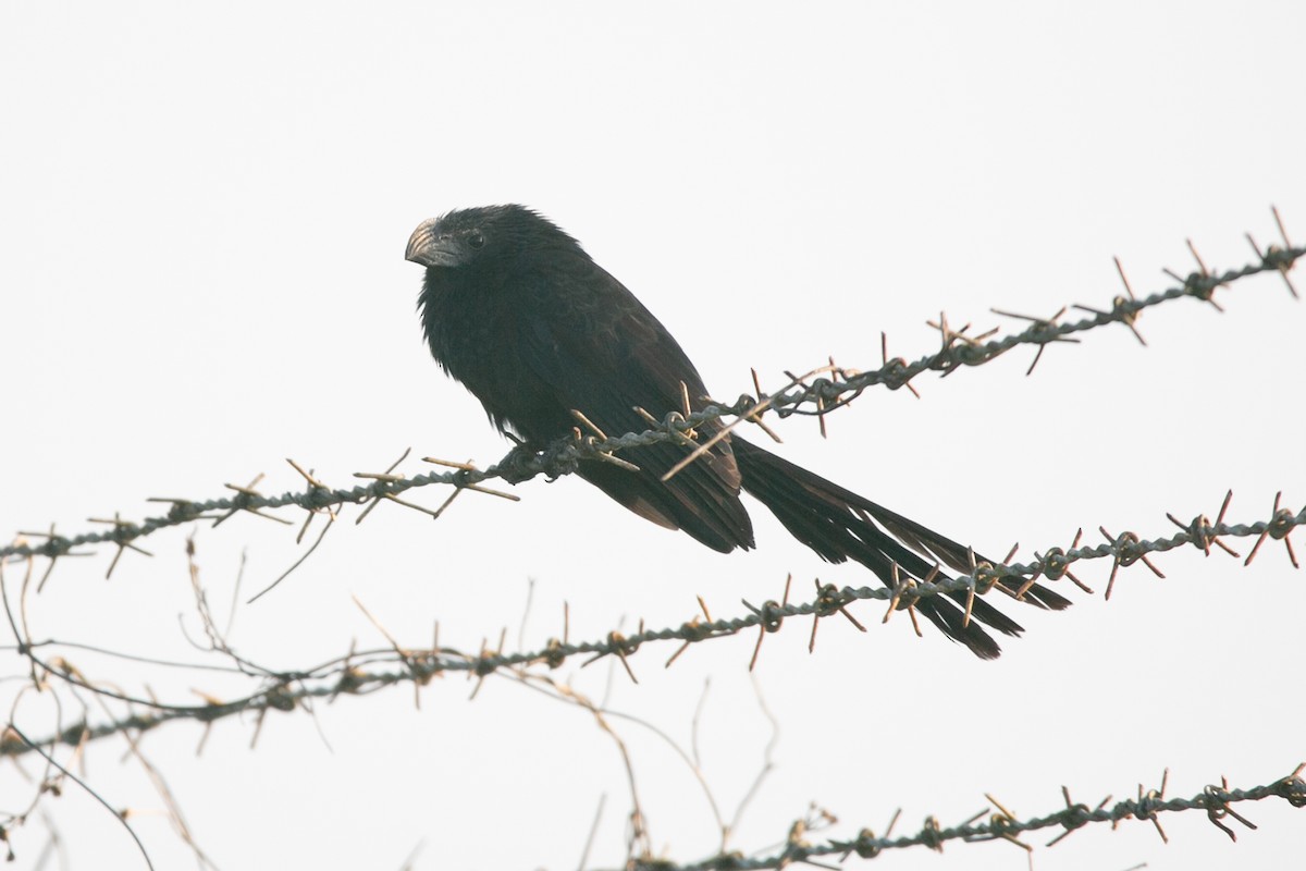 Groove-billed Ani - ML563269661