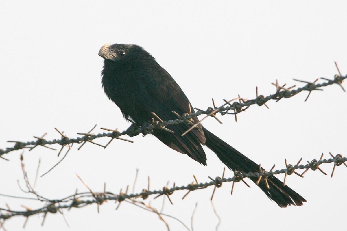 Groove-billed Ani - ML563269671