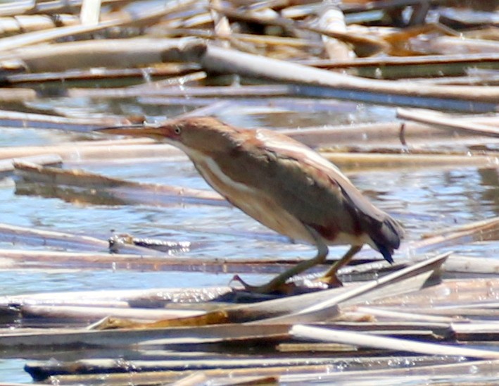 Least Bittern - ML563269891