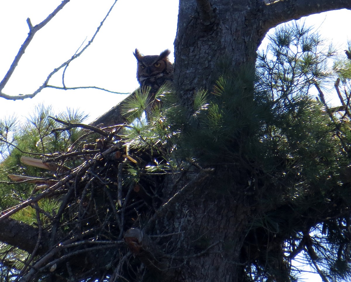 Great Horned Owl - ML563272721