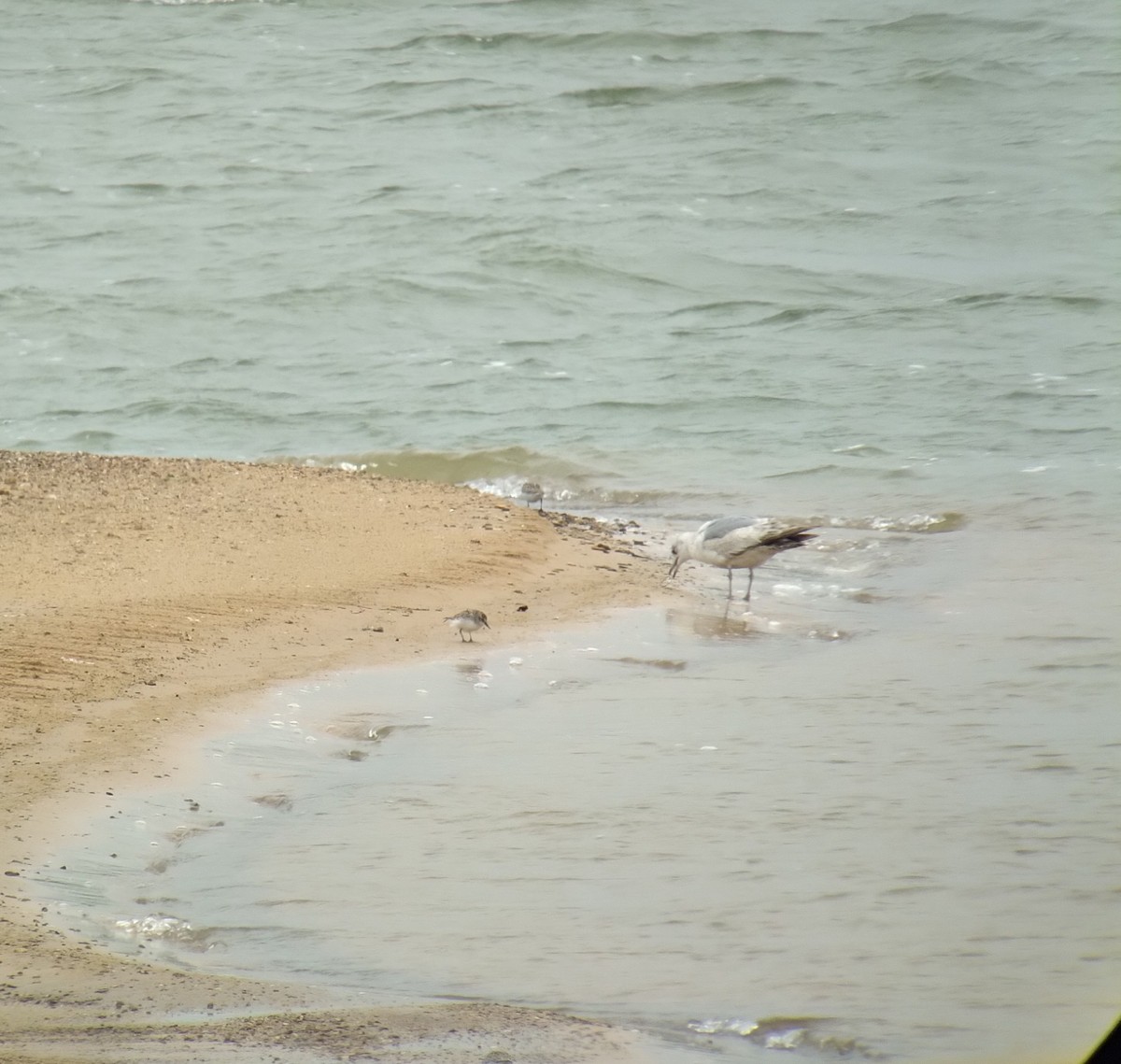 Short-billed Gull - Blaine Carnes