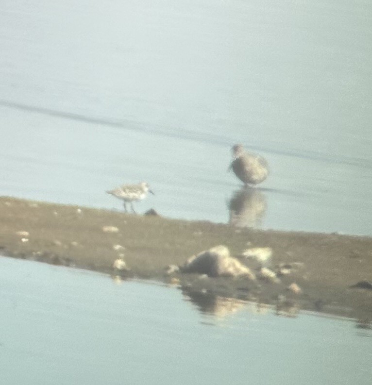 Bécasseau sanderling - ML563273631