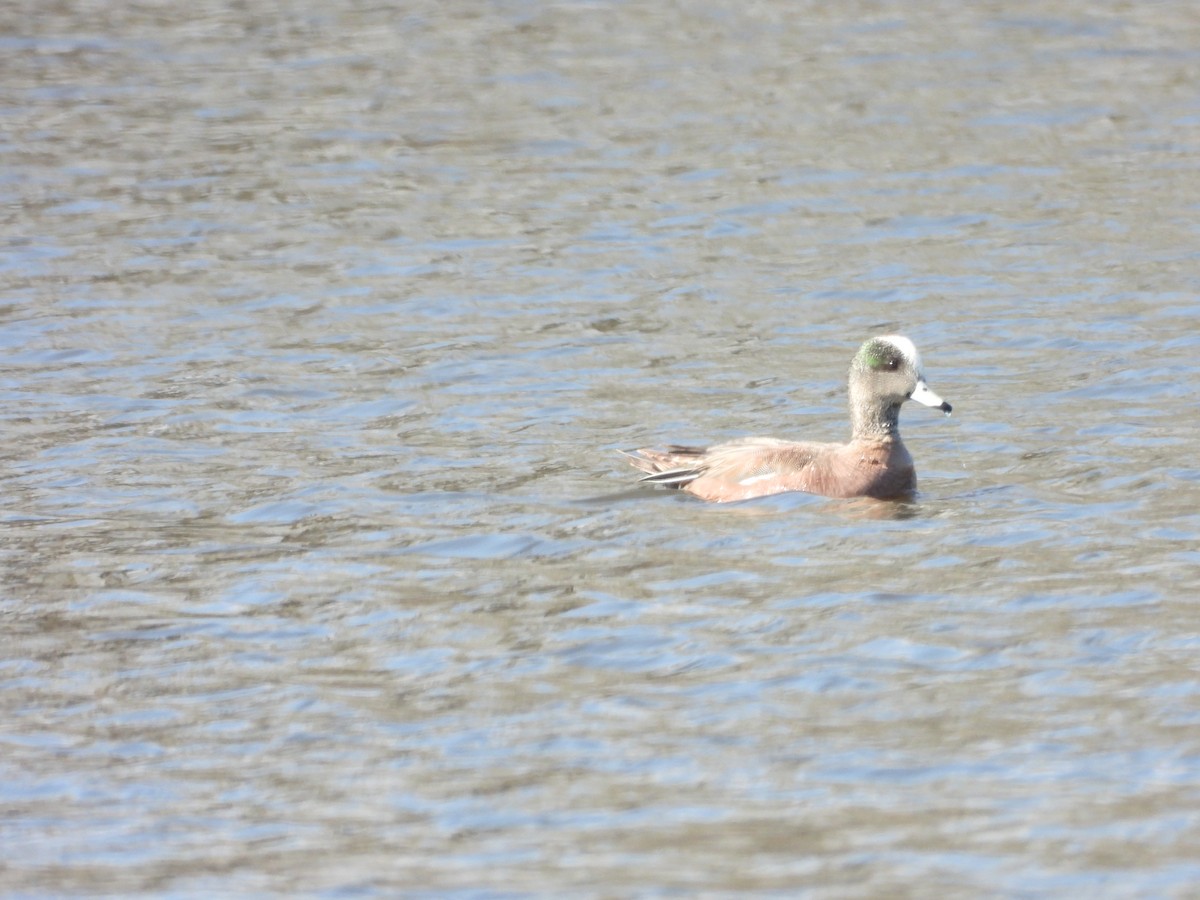 American Wigeon - ML563274071