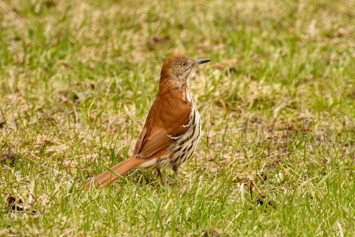 Brown Thrasher - Normand Laplante