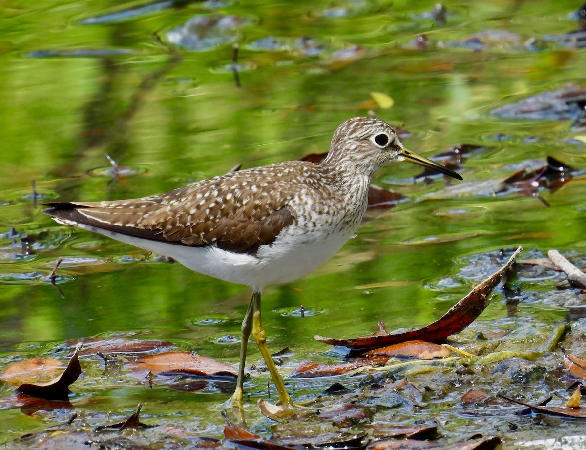 Solitary Sandpiper - ML563275391