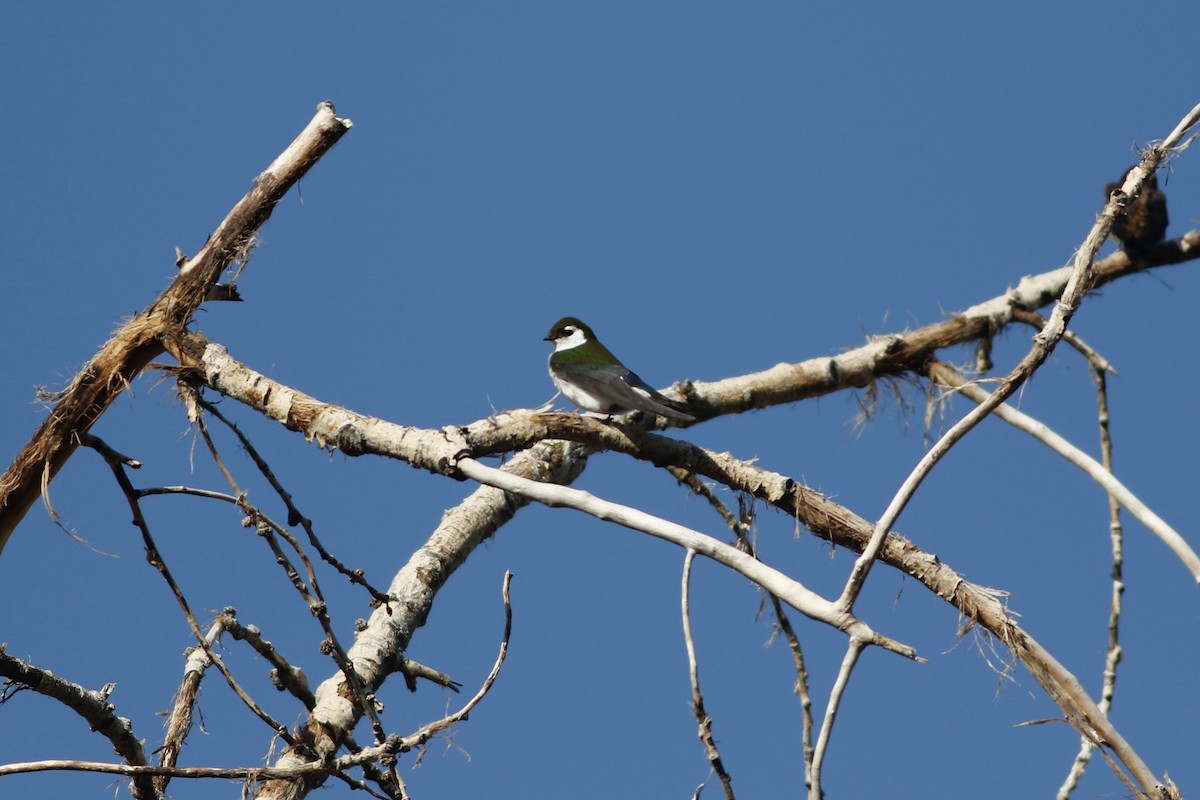 Violet-green Swallow - ML563275711