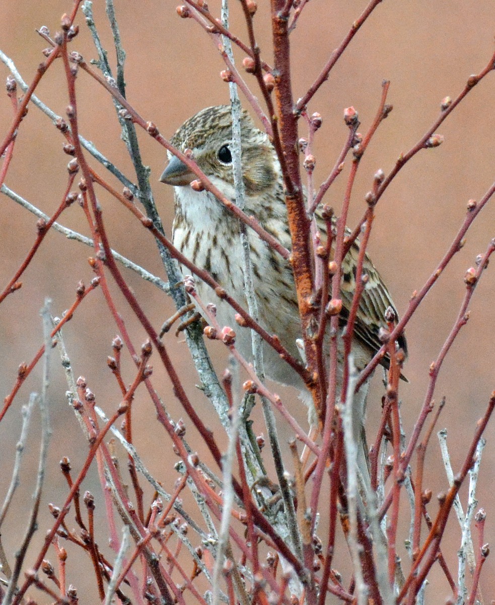 Vesper Sparrow - Michael J Good