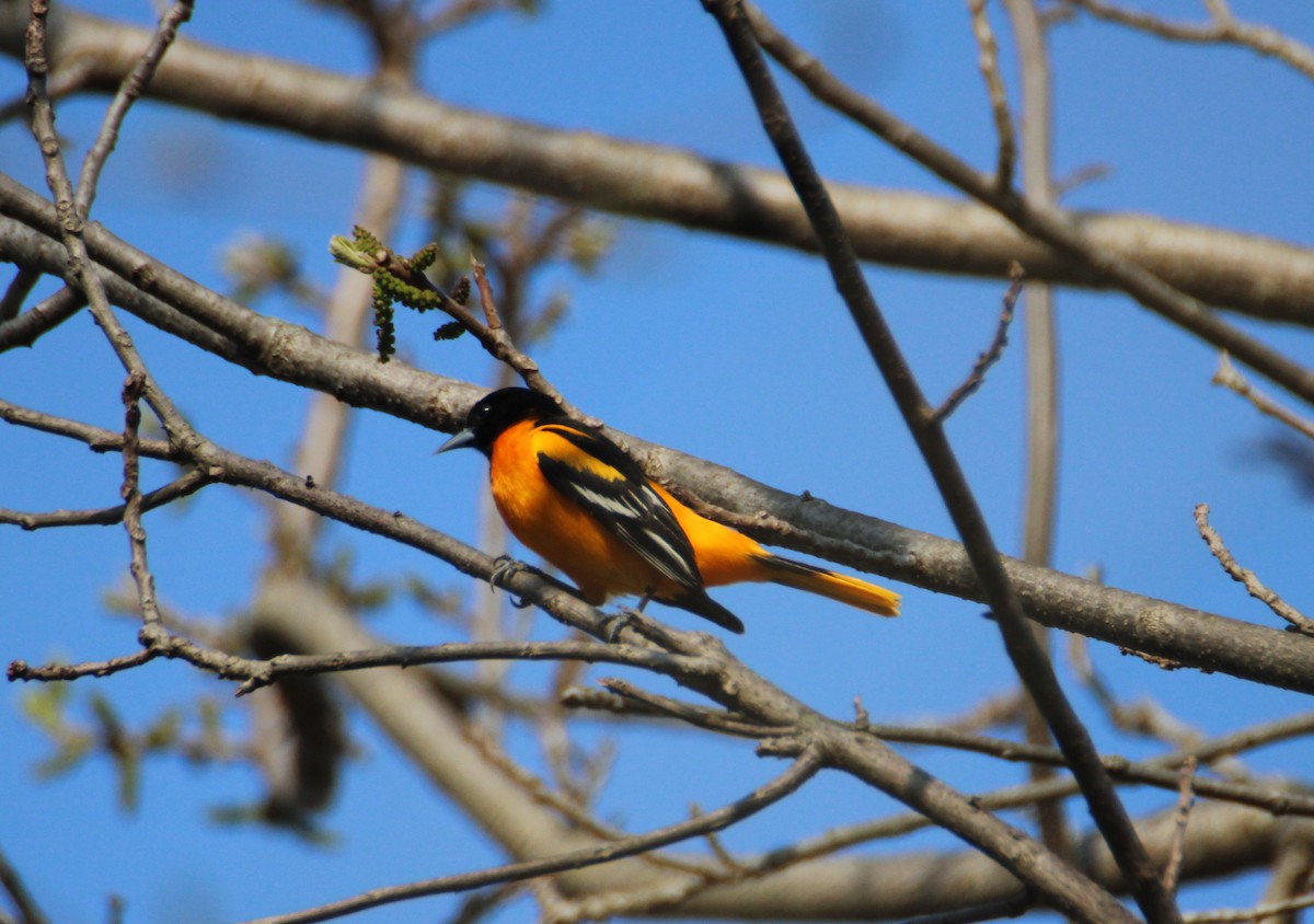 Oriole de Baltimore - ML563280501