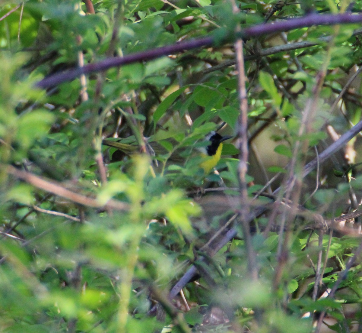 Common Yellowthroat - Susie H