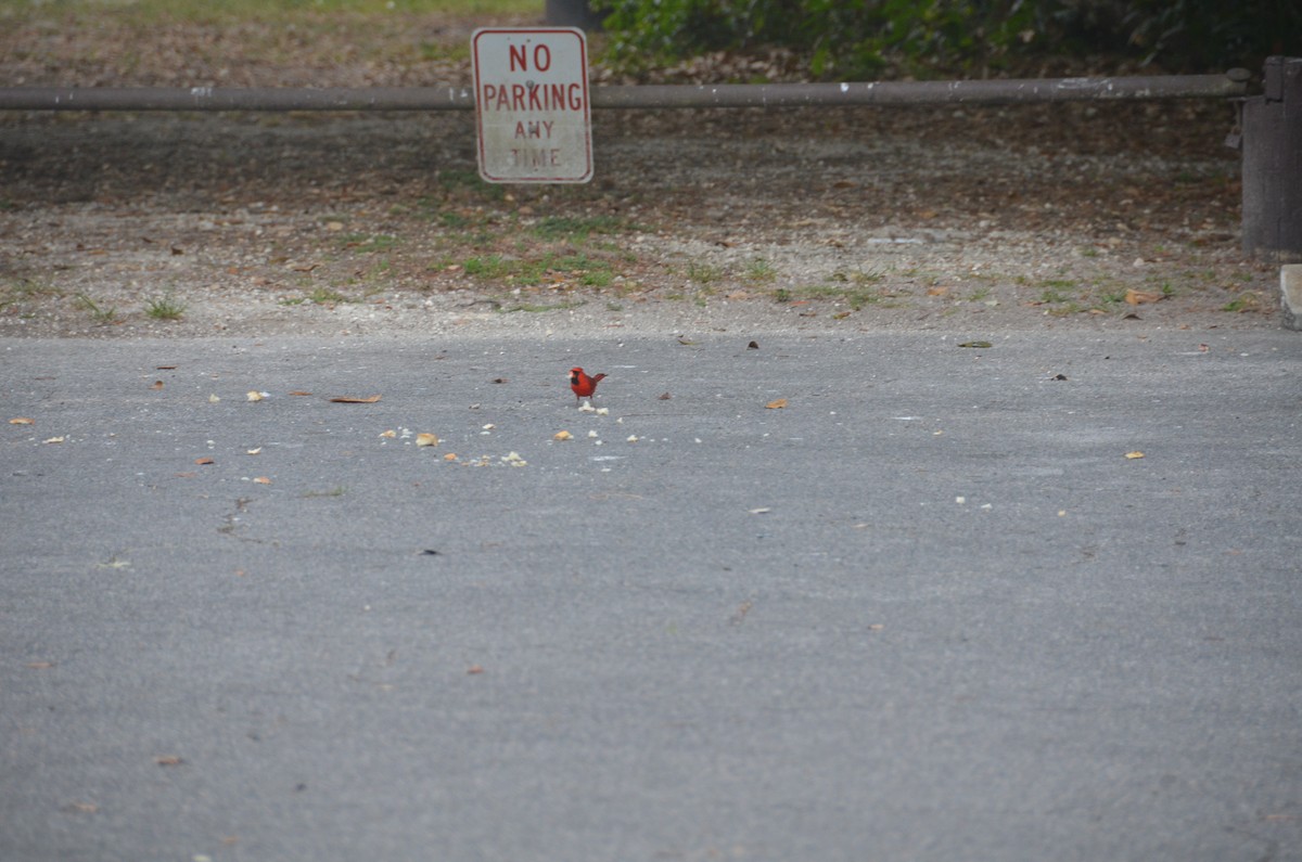 Northern Cardinal - Pratibha Singh