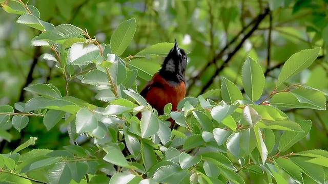 Oriole des vergers - ML563281861