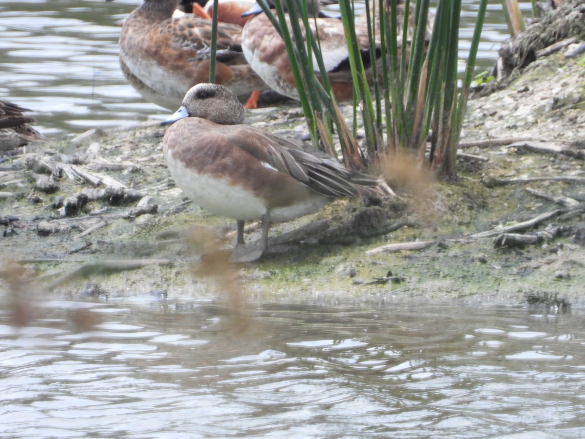 American Wigeon - ML563283751