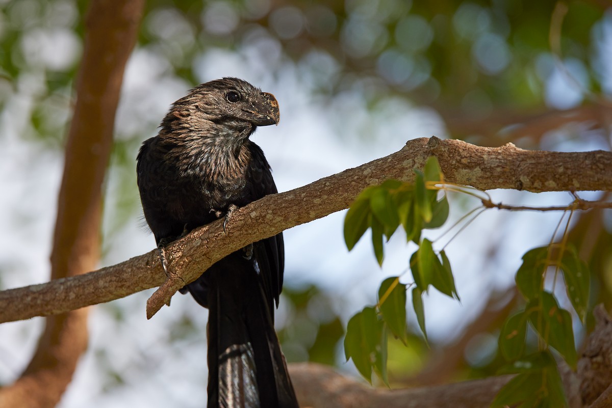 Smooth-billed Ani - Karen Fung