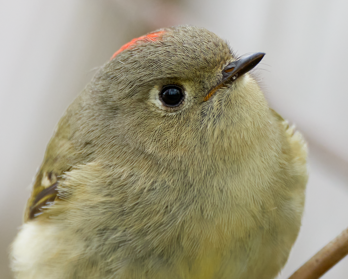 Ruby-crowned Kinglet - ML563285191