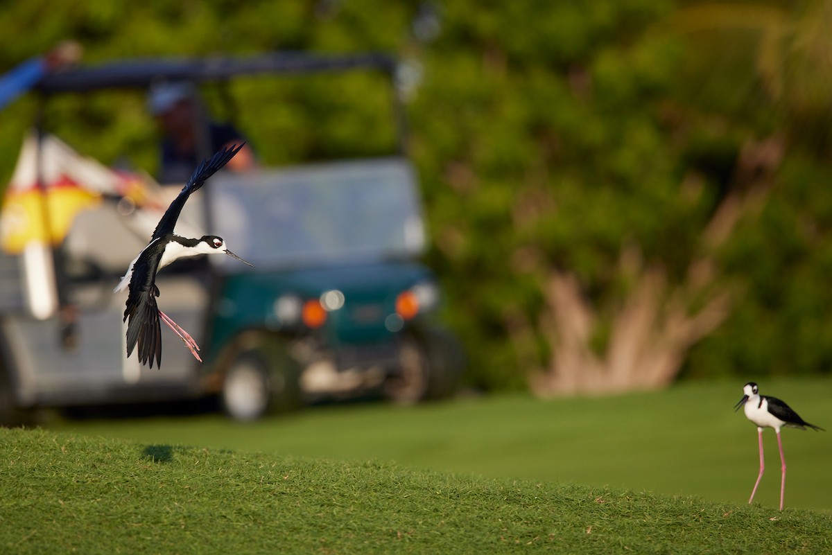 Black-necked Stilt - ML563285641