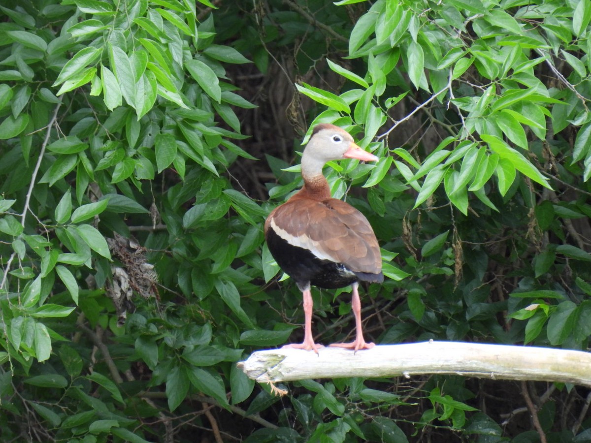 Black-bellied Whistling-Duck - ML563286131