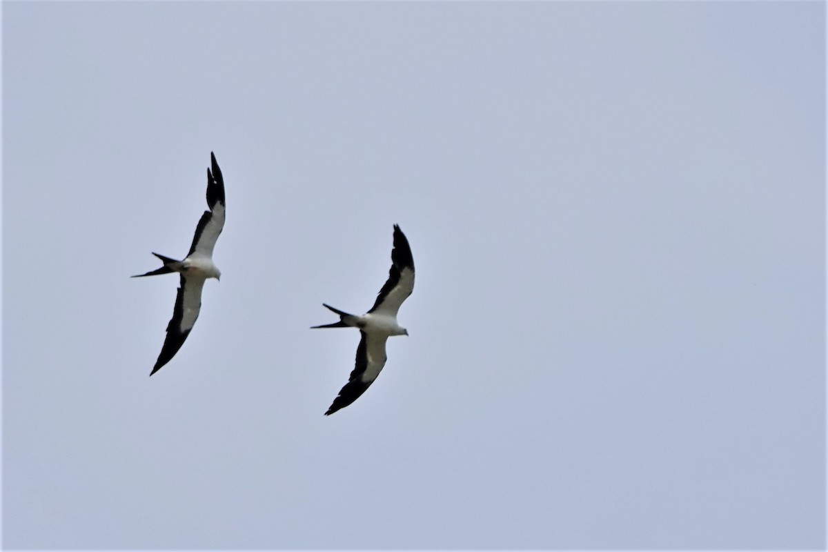 Swallow-tailed Kite - Jerry Horak