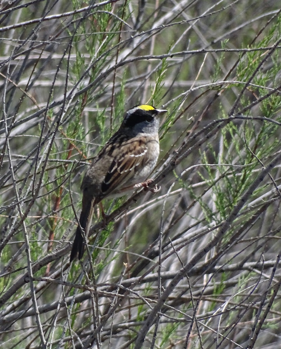 Golden-crowned Sparrow - Nancy Overholtz