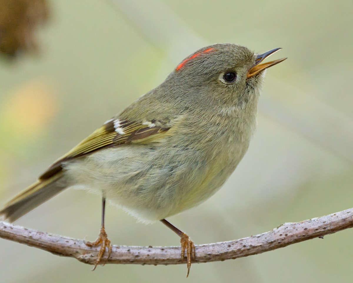 Ruby-crowned Kinglet - ML563286261