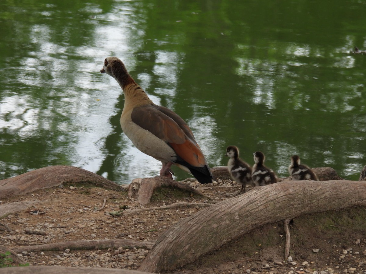 Egyptian Goose - ML563286411