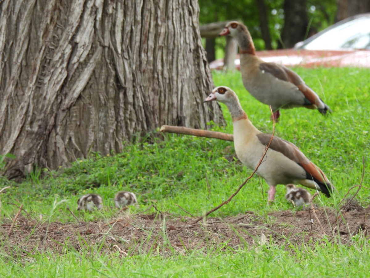 Egyptian Goose - ML563286431