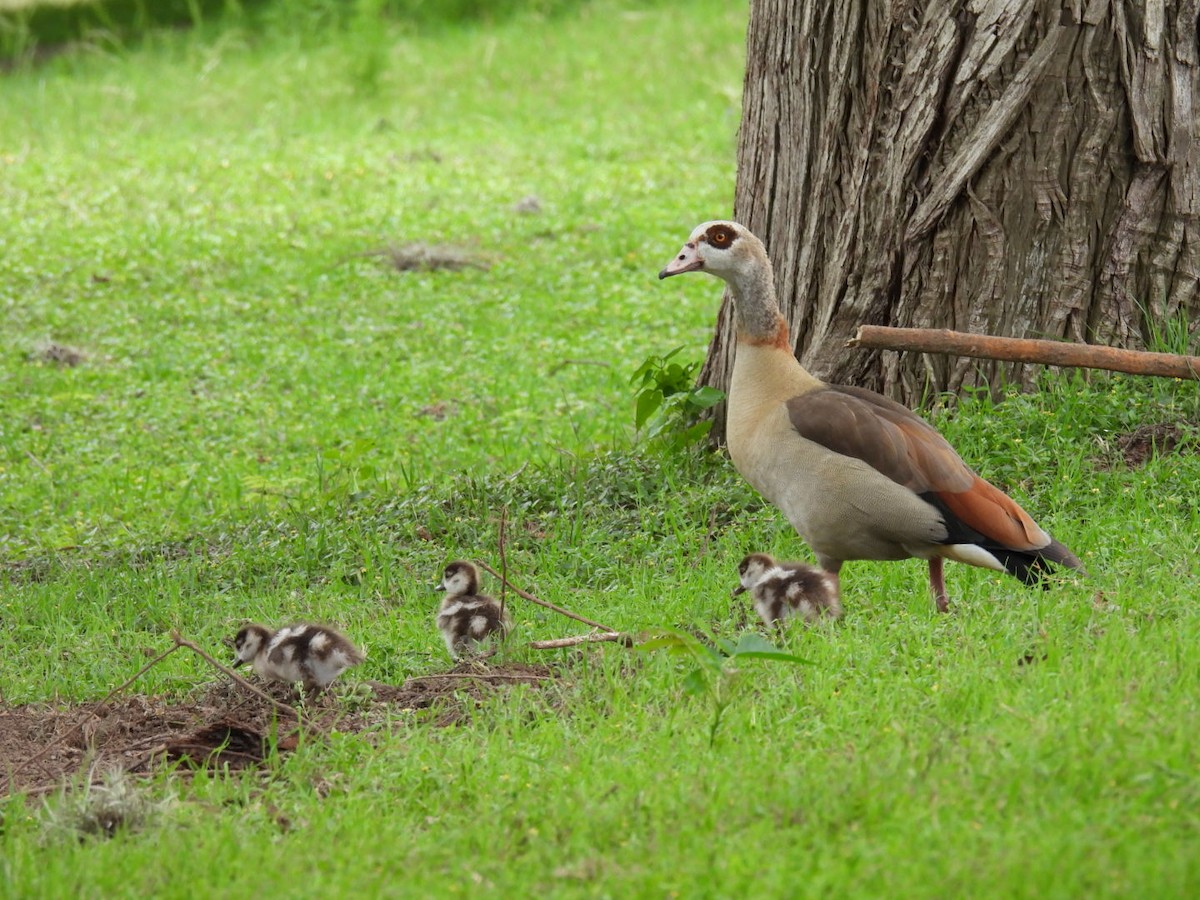 Egyptian Goose - ML563286451