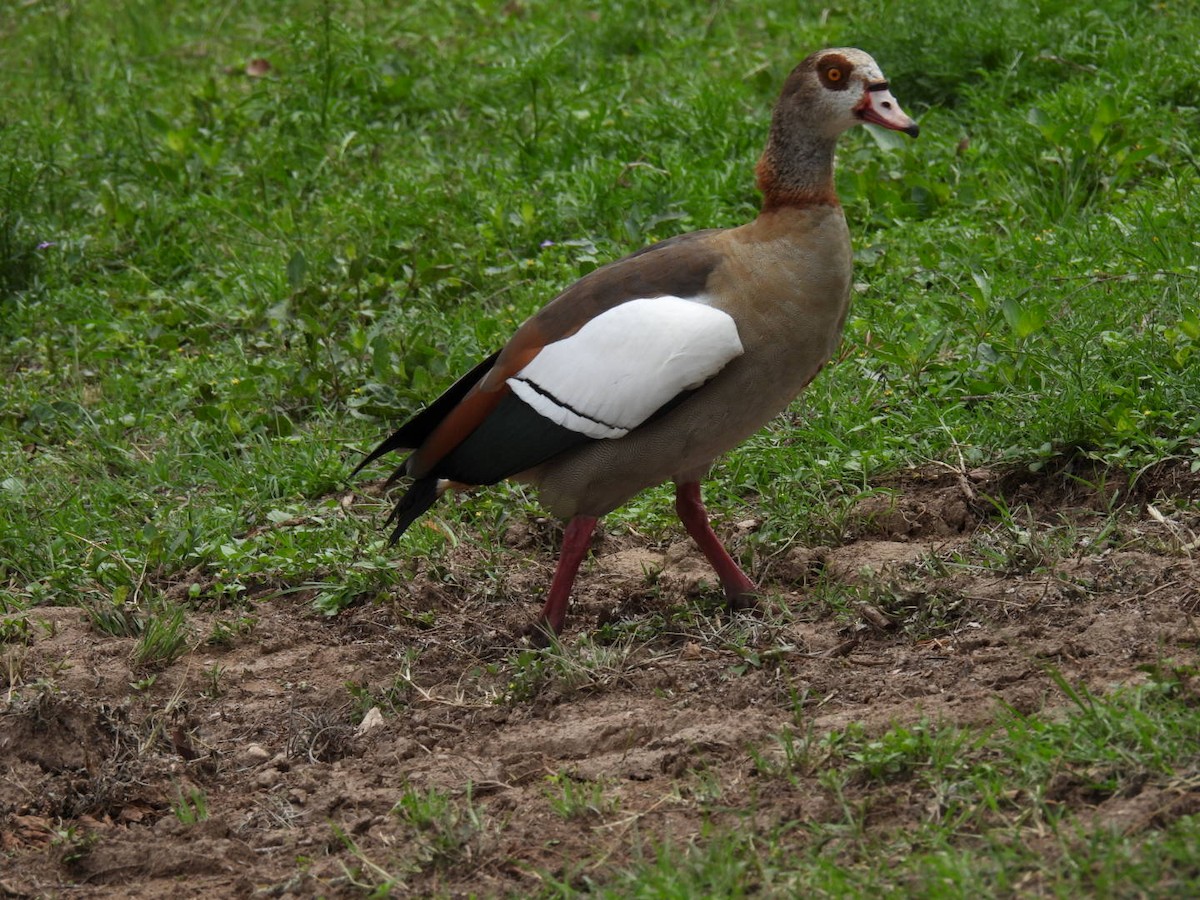 Egyptian Goose - ML563286461