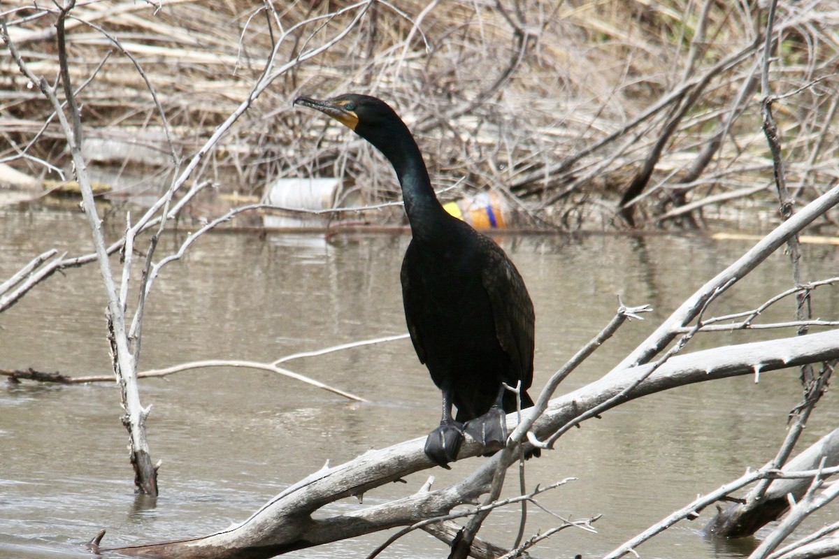 kormorán ušatý - ML563286601