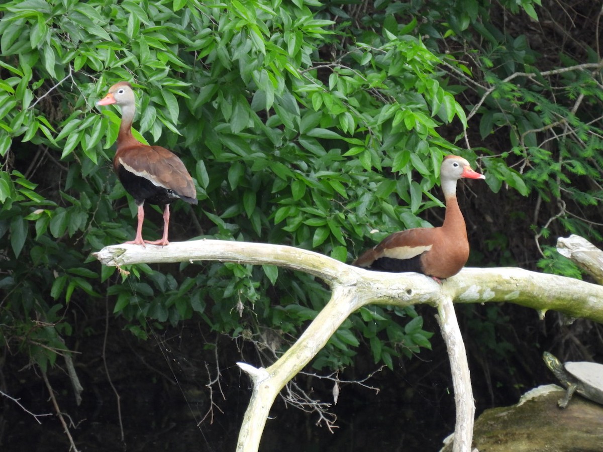 Black-bellied Whistling-Duck - ML563286661