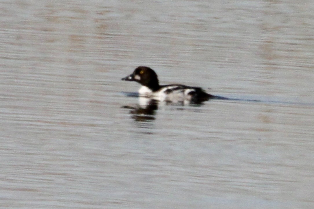 hohol severní - ML563286891