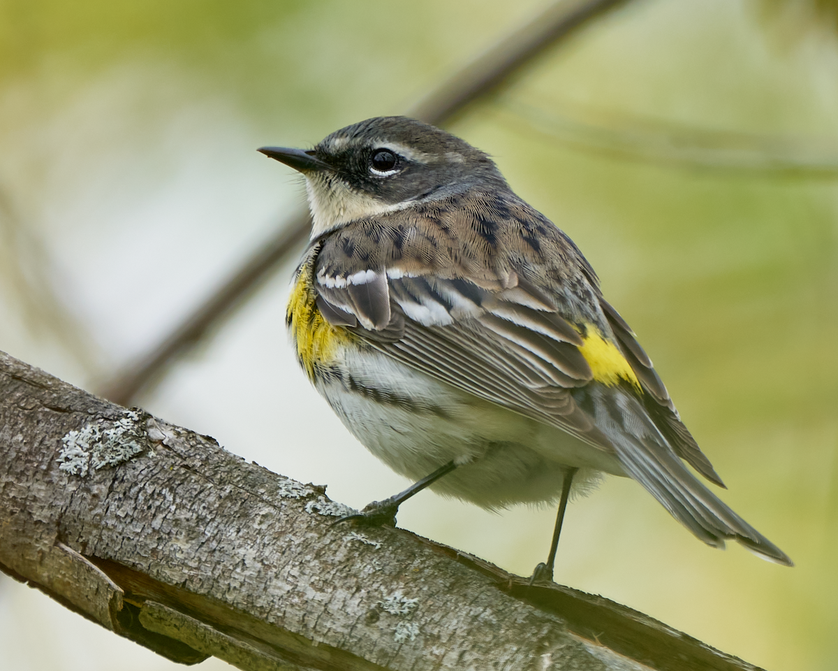 Yellow-rumped Warbler - ML563287021