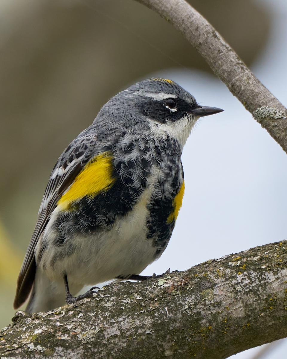 Yellow-rumped Warbler - ML563287031