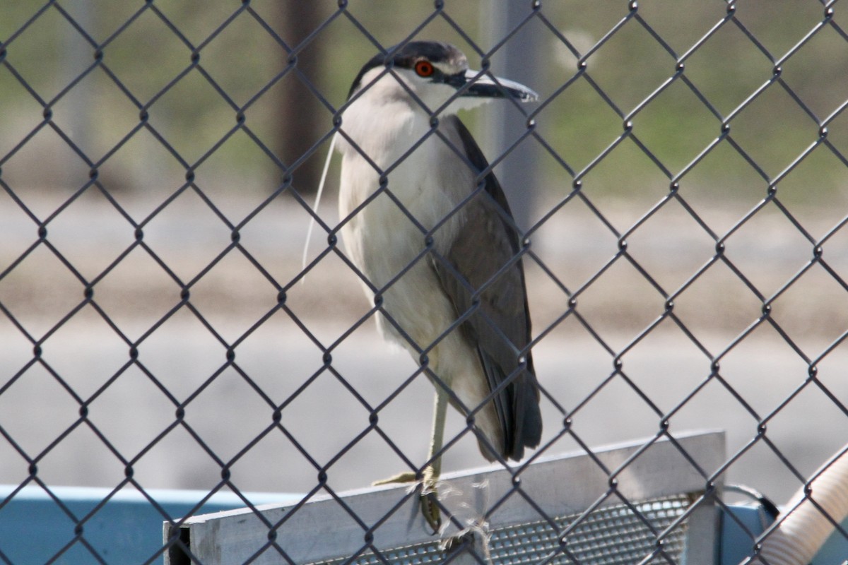 kvakoš noční - ML563287511