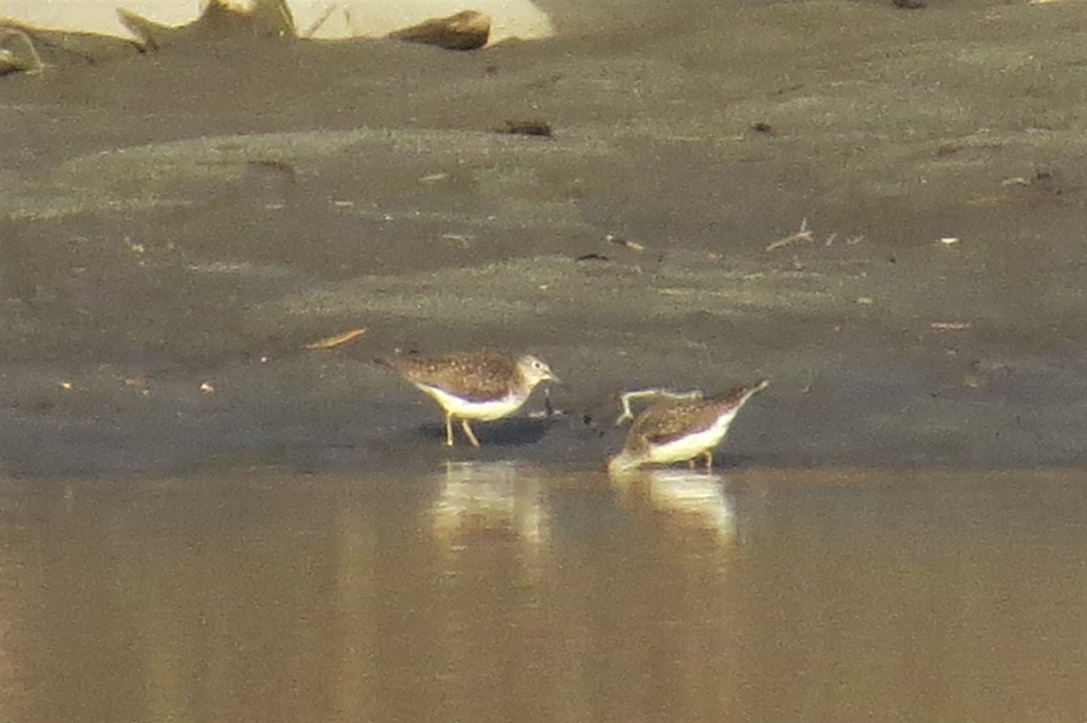 Solitary Sandpiper - ML56328761