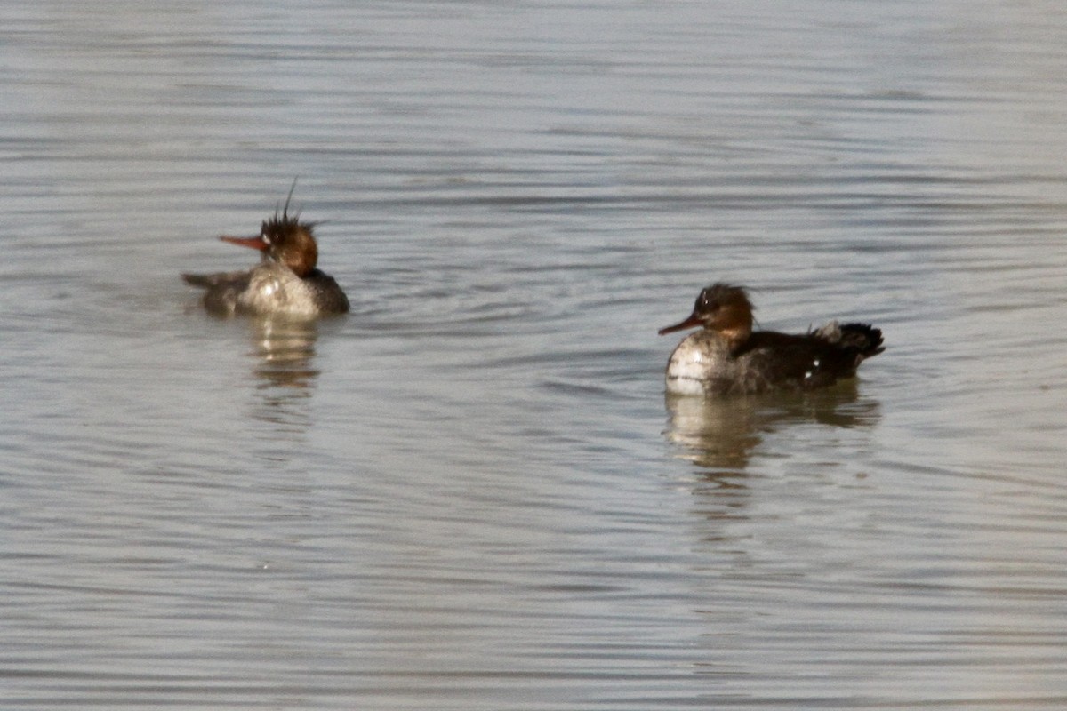 Common Merganser - Dale Provost