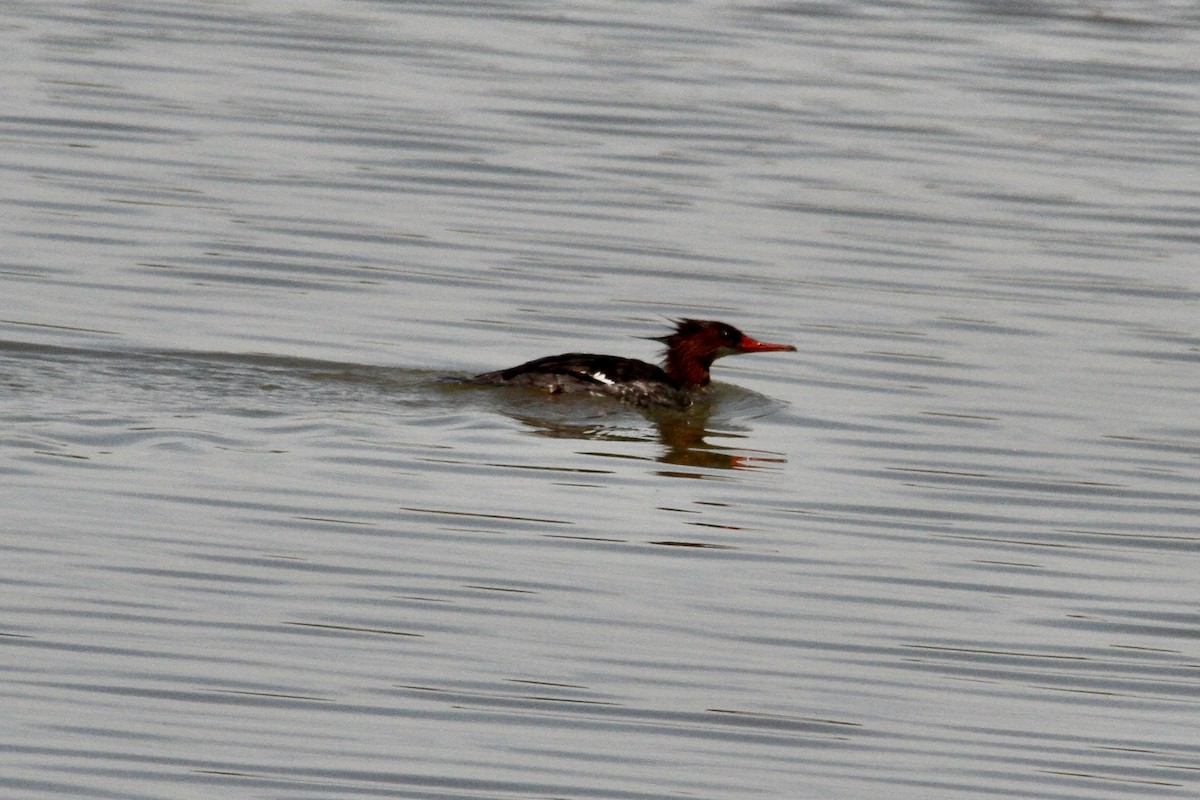 Common Merganser - Dale Provost
