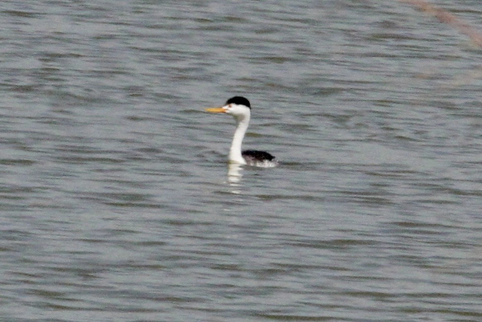 potápka bělolící - ML563287781