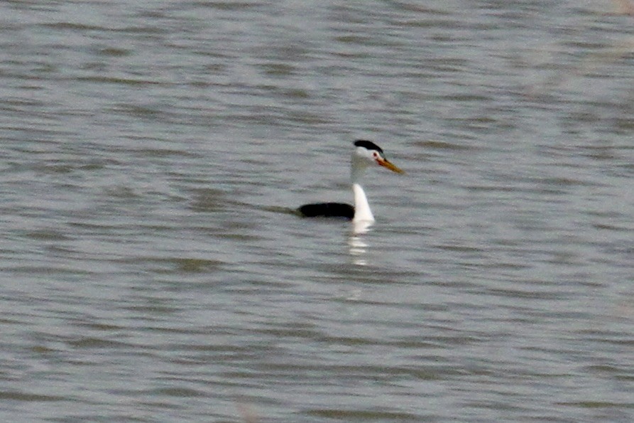 potápka bělolící - ML563287821