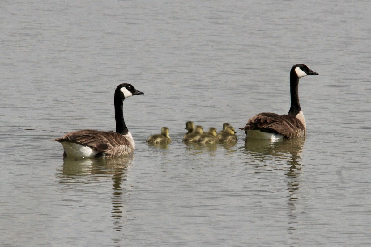 berneška velká - ML563287991