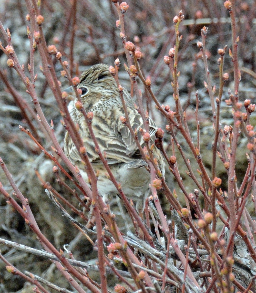 Vesper Sparrow - ML563288101