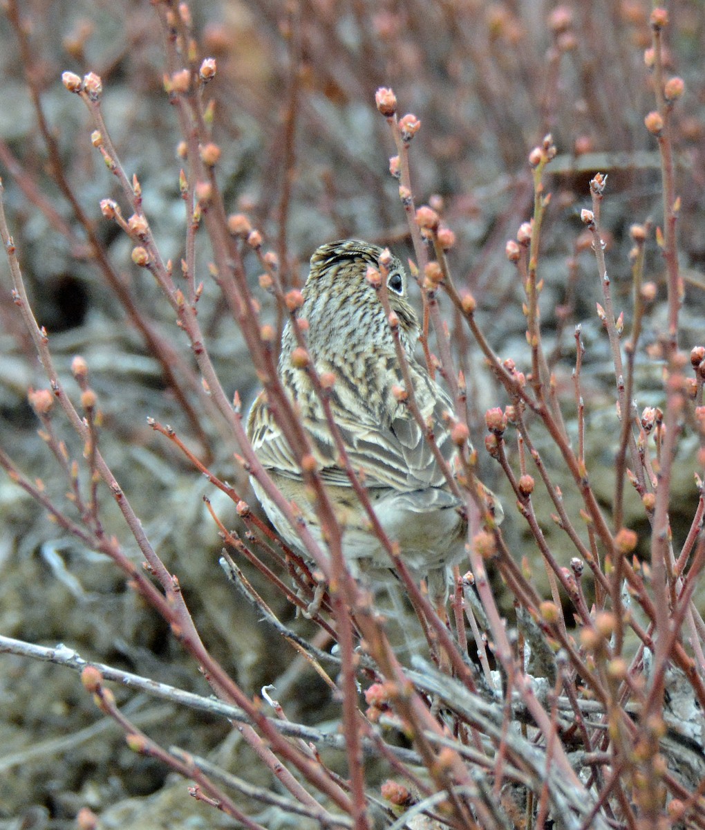 Vesper Sparrow - ML563288111