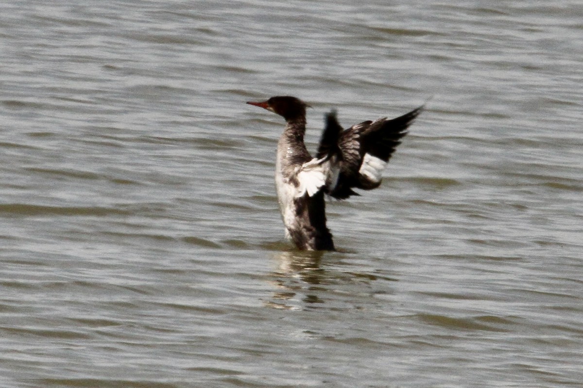 morčák velký - ML563288451