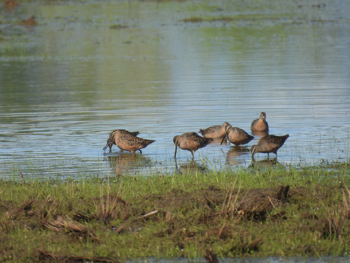 Long-billed Dowitcher - ML563288551